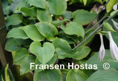 Hosta Moonlight Mirage