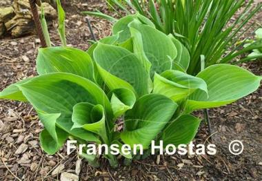 Hosta Moonlight Sonata 