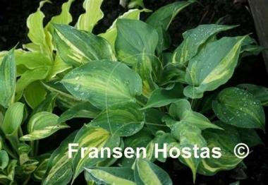 Hosta Moonlight Sonata streaked