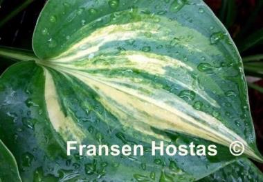 Hosta Moonlight Sonata streaked