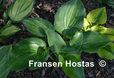 Hosta Moonlight Sonata streaked
