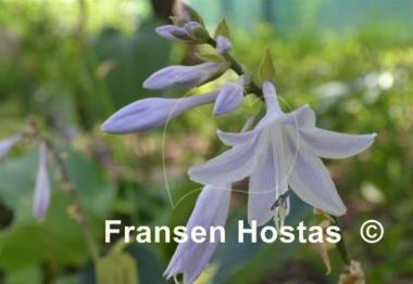 Hosta Moonlight Sonata streaked