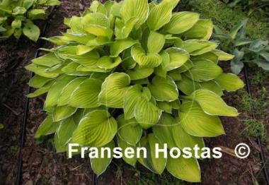 Hosta Moonlight
