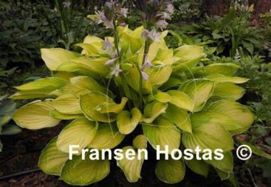 Hosta Moonlight