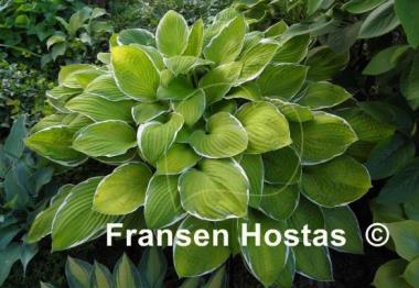 Hosta Moonlight