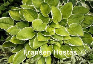 Hosta Moonlight