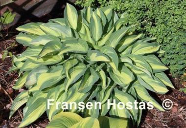 Hosta Moonstruck