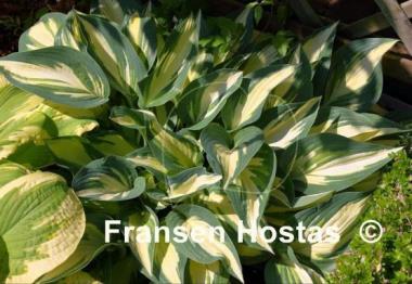 Hosta Moonstruck