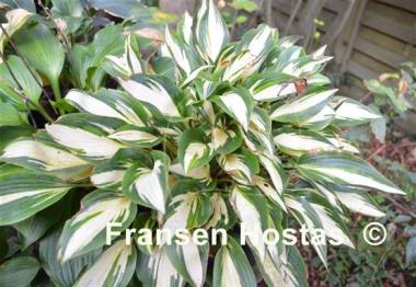 Hosta Moonstruck