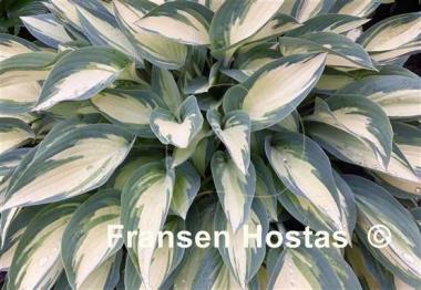 Hosta Moonstruck