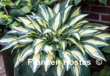 Hosta Moonstruck