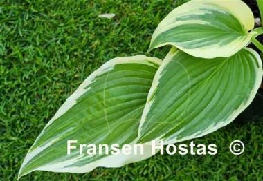 Hosta Morning's Glory