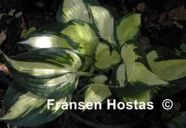 Hosta Morning Light