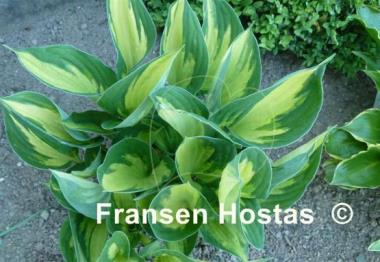 Hosta Morning Light