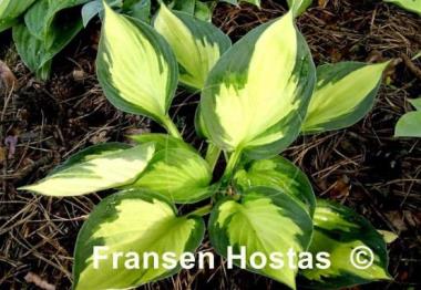 Hosta Morning Light
