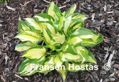 Hosta Morning Light