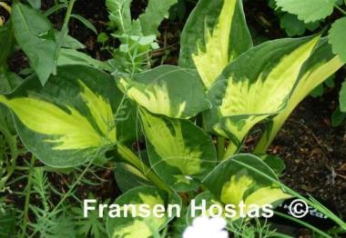 Hosta Morning Star