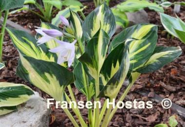 Hosta Morning Star