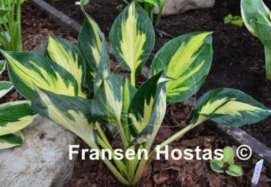 Hosta Morning Star