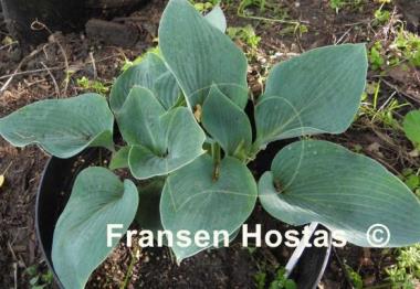 Hosta Moscow Blue