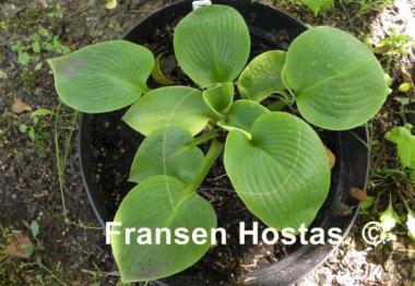 Hosta Moscow Blue