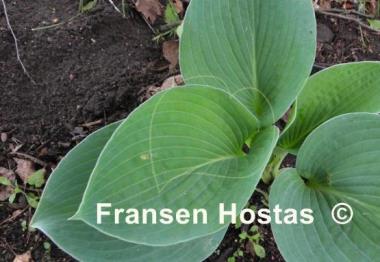 Hosta Moscow Blue
