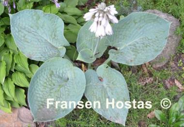 Hosta Moscow Blue