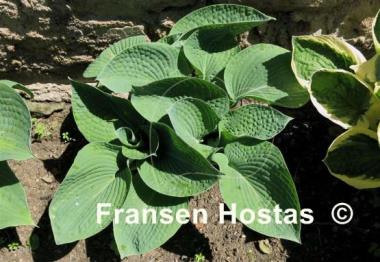 Hosta Moscow Blue