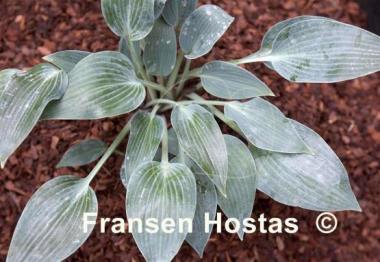 Hosta Mosel