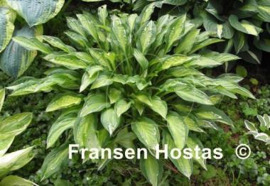 Hosta Moulin Rouge