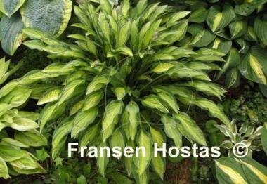 Hosta Moulin Rouge