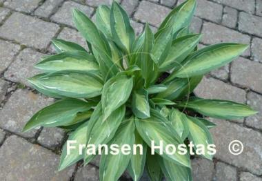 Hosta Moulin Rouge