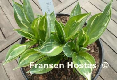 Hosta Moulin Rouge