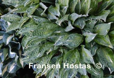 Hosta Moulin Rouge