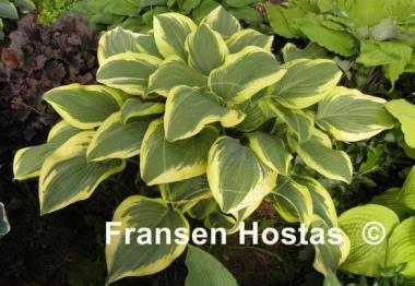Hosta Mount Everest