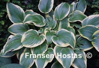 Hosta Mount Everest