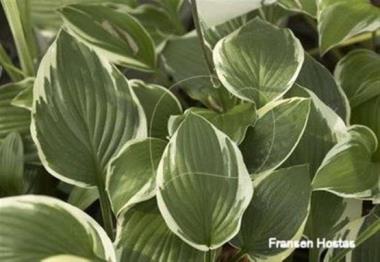 Hosta Mount Hope