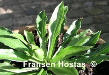 Hosta Mount Kirishima