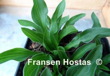 Hosta Mount Kirishima