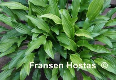 Hosta Mount Kirishima