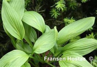 Hosta Mount Royal
