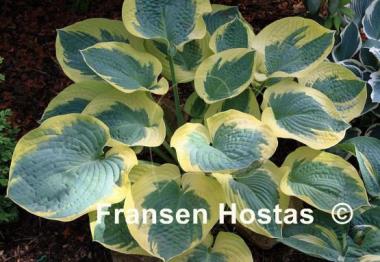 Hosta Mount Tom
