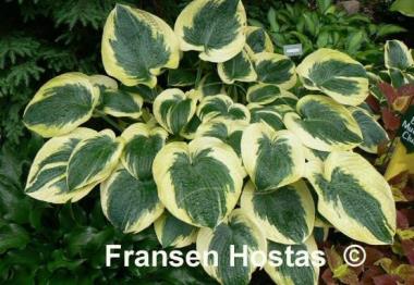 Hosta Mount Tom