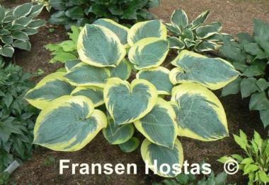 Hosta Mount Tom