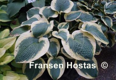 Hosta Mount Tom