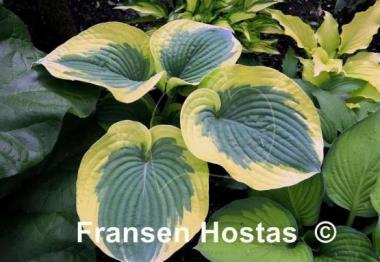 Hosta Mount Tom