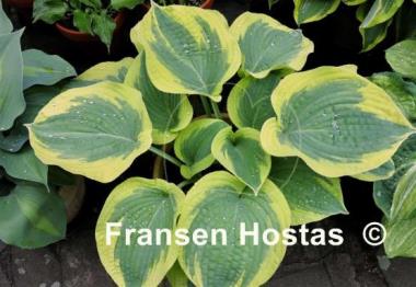 Hosta Mount Tom
