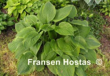Hosta Mountain Green