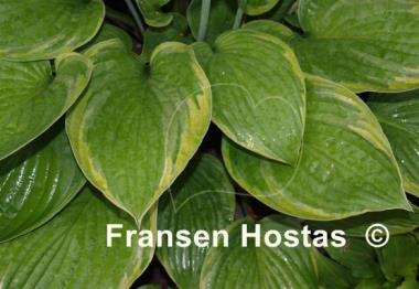 Hosta Mountain Green