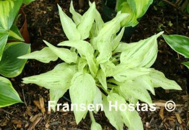 Hosta Mountain Mist